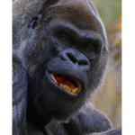Gorilla-union