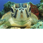 turtles _rule