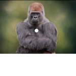 the other APES big Studio