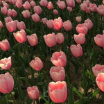 Tulips Boutique