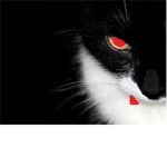 The Black Cat Army   (T.B.C.A.)