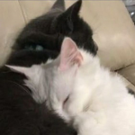 Kitty love;)