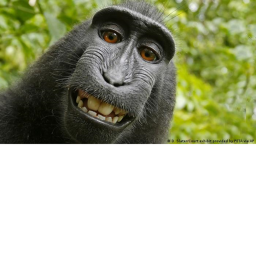 The Monke Church