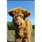 Fluffy Cows!