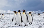 Pinguinleandra