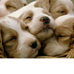 The Funny Dog and Puppies Group