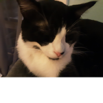 My cat leo