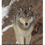Wolfs clan 2