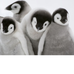 Team penguin (Penguins rule!)
