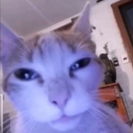T1red catz