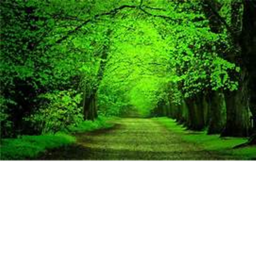 forest