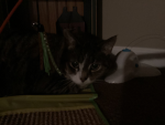 EP1C CATS
