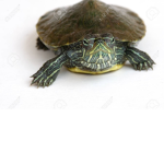 Do u like turtles
