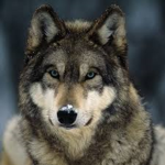 da wolvess
