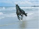 horse/pony lovers