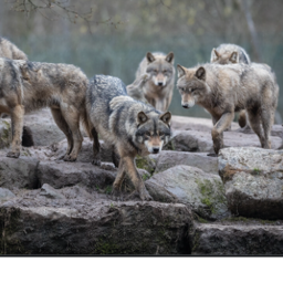 Howlers