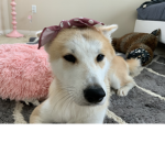 Mercury boba coco y doggo