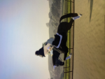 Ortigao Horse, Team