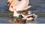 waterbirds