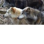 WOLF!!!!