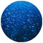 50 fish