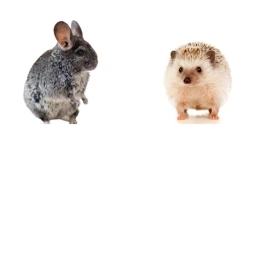 hedgehog and chinchilla city icon