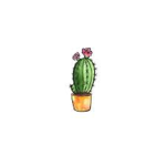 Graceful Cacti