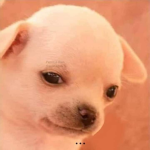 Los Mini_master2193