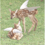 fauna’s garden