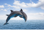 Cute Dolphin Squad