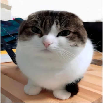 Wawas Towers of wawerious times (NEW KIT!)