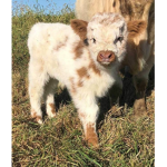 Fluffy cows clothing