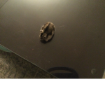 Hamsters studio