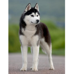 The husky group!