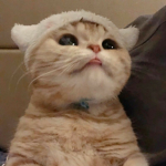 Kitsura