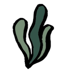Kelp - Studios