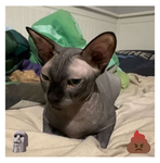 Sus Cat Fan Club