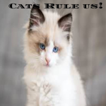 cats rule us