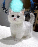 “-“Meow”-“