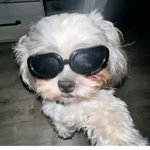 Armia Filipuw