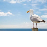 Seagull Army