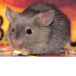Find The Mice Offical Group