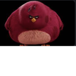 Biggest-Bird
