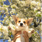 Corgi friends <3