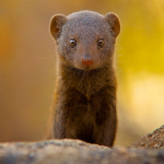 Mongoose Studio