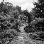 colorless garden