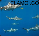 ELAMO .CO