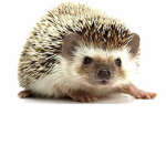 The Awesome hedgehog Gang