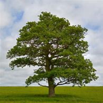 Oak_Tree Studios