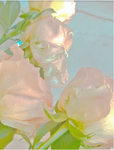 Daisy group and lily